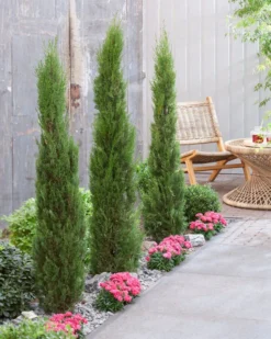 Italiaanse Cypres (Cupressus Sempervirens 'Stricta') -Planten Verkoopwinkel visi198162 1 1