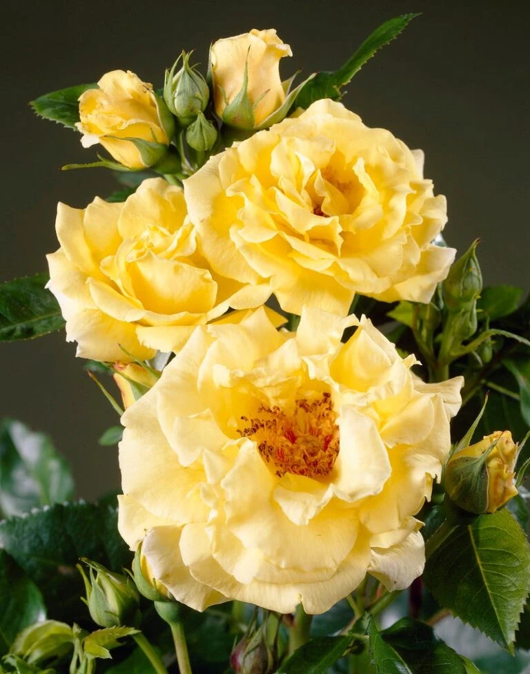 Planten Verkoopwinkel -Planten Verkoopwinkel visi35268 1 768x976 1