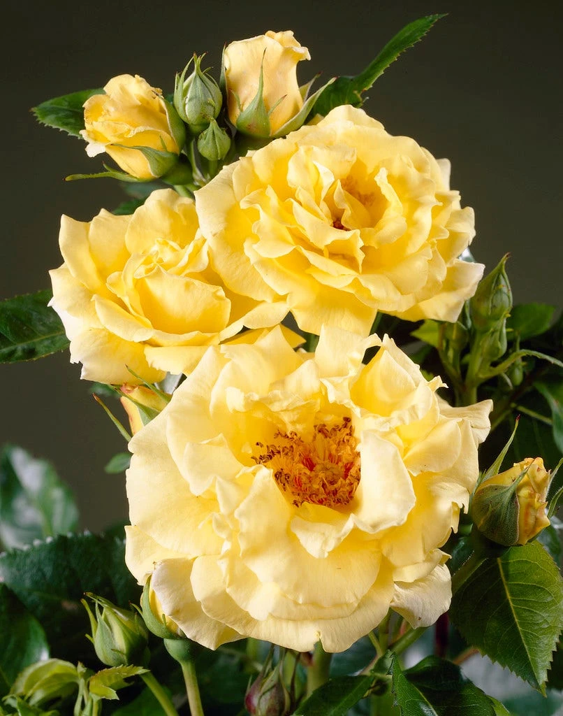 Heesterroos (Rosa 'Lichtkönigin Lucia' ®) 1 Heesterroos (Rosa 'Lichtkönigin Lucia' ®)