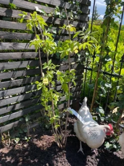 Vlier (Sambucus Nigra) -Planten Verkoopwinkel vlier sambucus nigra 2