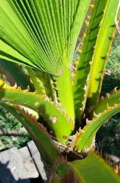 Washingtonia (Washingtonia Robusta) -Planten Verkoopwinkel washingtoniarobusta04