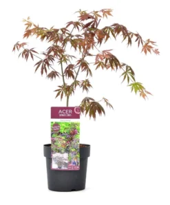Japanse Esdoorn (Acer Palmatum 'Trompenburg') -Planten Verkoopwinkel wep 2333trompenburg