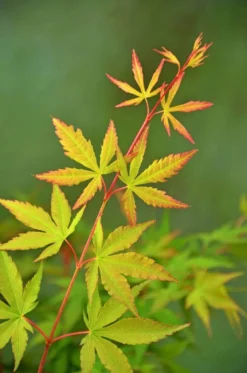 Japanse Esdoorn (Acer Palmatum 'Sangokaku') -Planten Verkoopwinkel wep 5072 sangokaku
