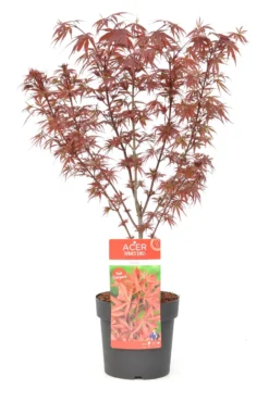 Japanse Esdoorn (Acer Palmatum 'Shaina') -Planten Verkoopwinkel wep 8772 1