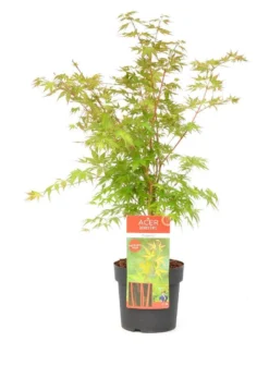 Japanse Esdoorn (Acer Palmatum 'Sangokaku') -Planten Verkoopwinkel wep 8839sangokaku