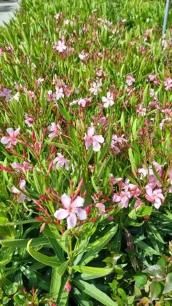 Roze Oleander (Nerium Oleander) -Planten Verkoopwinkel whatsapp image 2022 06 09 at 10.59.18 am