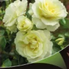 Stamroos (Rosa 'White Meilove')
