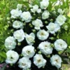 Klimroos (Rosa 'White New Dawn')