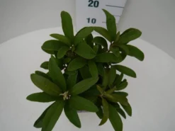 Rhododendron (Rhododendron 'Wilgen's Ruby') 20 Rhododendron (Rhododendron 'Wilgen's Ruby') -Planten Verkoopwinkel wilgens ruby c2 boven 1