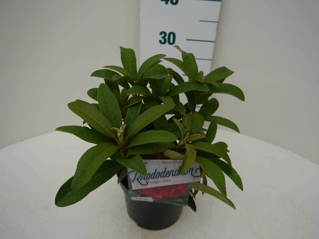 Rhododendron (Rhododendron 'Wilgen's Ruby') 5 Rhododendron (Rhododendron 'Wilgen's Ruby') - Afbeelding 5