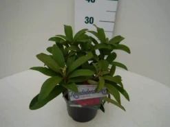 Rhododendron (Rhododendron 'Wilgen's Ruby') -Planten Verkoopwinkel wilgens ruby c2 zij