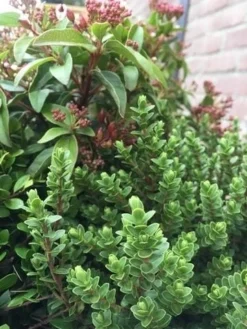 Winterpakket -Planten Verkoopwinkel winter img 9632 1