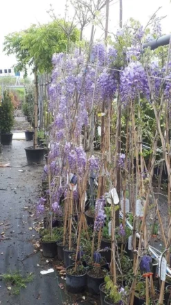 Blauwe Regen (Wisteria Sinensis 'Prolific') -Planten Verkoopwinkel wisteria 1