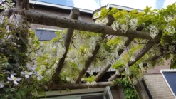 Japanse Blauwe Regen, Wit (Wisteria Floribunda 'Alba') -Planten Verkoopwinkel wisteria f. alba