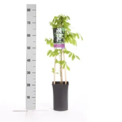 Japanse Blauwe Regen, Wit (Wisteria Floribunda 'Alba') -Planten Verkoopwinkel wisteria floribunda alba