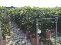 Blauwe Regen Als Leivorm (Wisteria Brachybotrys 'Yokohama Fuji') -Planten Verkoopwinkel wisteria lage leivorm c18