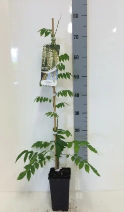 Japanse Blauwe Regen, Wit (Wisteria Floribunda 'Alba') -Planten Verkoopwinkel wisteria sin. alba 80 100 c2