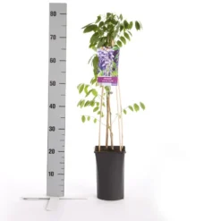 Blauwe Regen (Wisteria Sinensis 'Prolific') -Planten Verkoopwinkel wisteria sinensis prolific