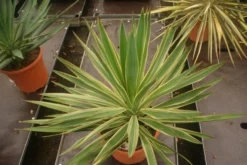 Palmlelie (Yucca Gloriosa 'Variegata') -Planten Verkoopwinkel yucca gloriosa variegata