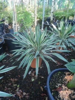 Palmlelie (Yucca Gloriosa 'Variegata') -Planten Verkoopwinkel yucca gloriosa variegatum c10